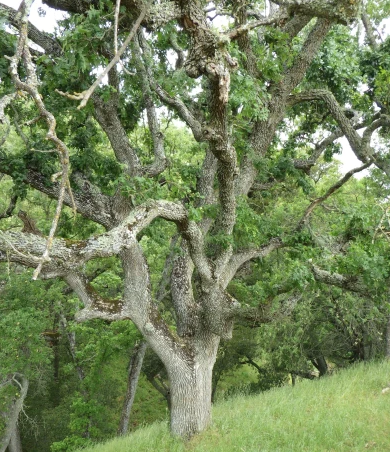 California Native Oak Tree