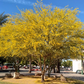 Palo Verde 'Desert Museum' 3-Pack - Full 15 Gallon trees