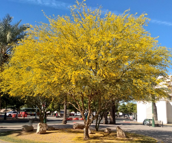 Palo Verde 'Desert Museum' 3-Pack - Full 15 Gallon trees