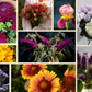 Muireann's Cut-Flower Garden + Frontyard fillers