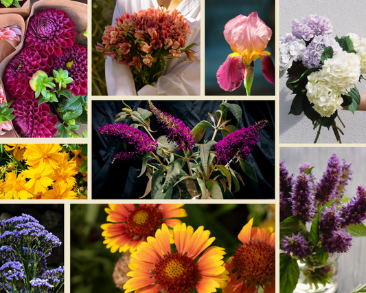 Muireann's Cut-Flower Garden + Frontyard fillers
