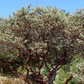 Manzanita Tree 3-Pack - Full 15 Gallon trees - Arctostaphylos 'Dr. Hurd' & 'Howard McMinn'