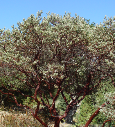 Manzanita Tree 3-Pack - Full 15 Gallon trees - Arctostaphylos 'Dr. Hurd' & 'Howard McMinn'