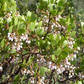 Manzanita Tree 3-Pack - Full 15 Gallon trees - Arctostaphylos 'Dr. Hurd' & 'Howard McMinn'