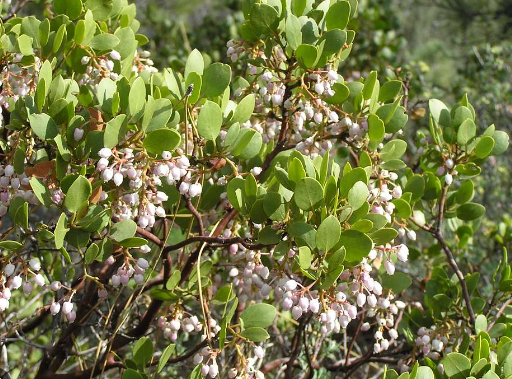 Manzanita Tree 3-Pack - Full 15 Gallon trees - Arctostaphylos 'Dr. Hurd' & 'Howard McMinn'