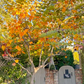 Pink Redbud Tree - Cercis Canadensis - Full-size 24" Box Tree