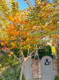Pink Redbud Tree - Cercis Canadensis - Full-size 24" Box Tree
