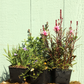 NEW Box-Shipped Preplanned Gardens (Garden of 12 x 4" Drought-Tolerant Plants w/ Layout Plan)