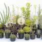 Surreal Estate | Australian Mediterranean Garden | 30+ Low-Water Plants w/ Layout Plan