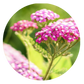 PRE-ORDER | Colorful 2" Yarrow Plugs - Native Groundcover Lawn Alternative | Spring Shipping (Copy)