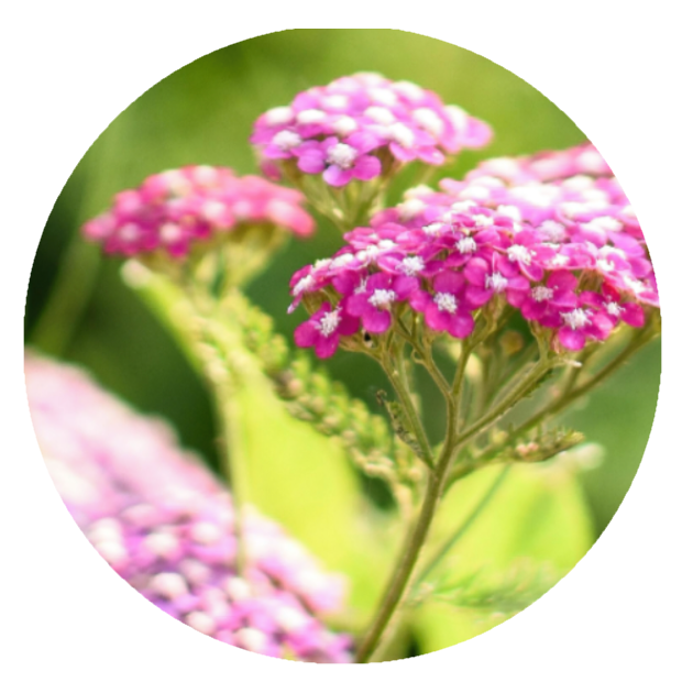PRE-ORDER | Colorful 2" Yarrow Plugs - Native Groundcover Lawn Alternative | Spring Shipping (Copy)