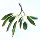 Custom Plant Order - S. Ludwig