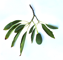 Custom Plant Order - S. Ludwig