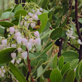Custom Add - 15 Gallon Manzanita