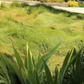 California Native Fescue - Festuca Californica - Lawn Sod