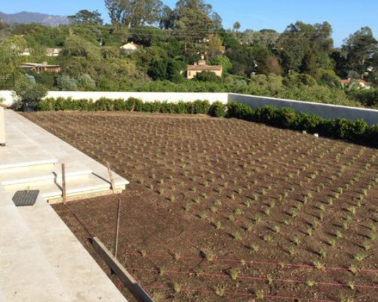 California Buffalo Grass Plug Pack – California Wild Gardens