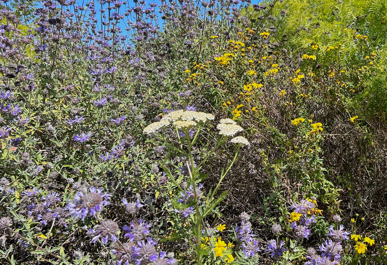 Sage Rich | Curated California Native Plant Set