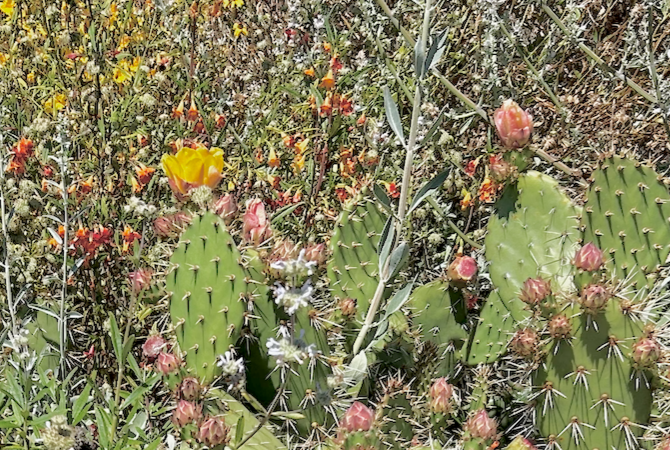 Sage Rich | Curated California Native Plant Set