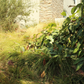 Native Meadow 4" Pack: Meadow & Dune Sedge + Yarrow