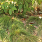 Native Meadow 4" Pack: Meadow & Dune Sedge + Yarrow