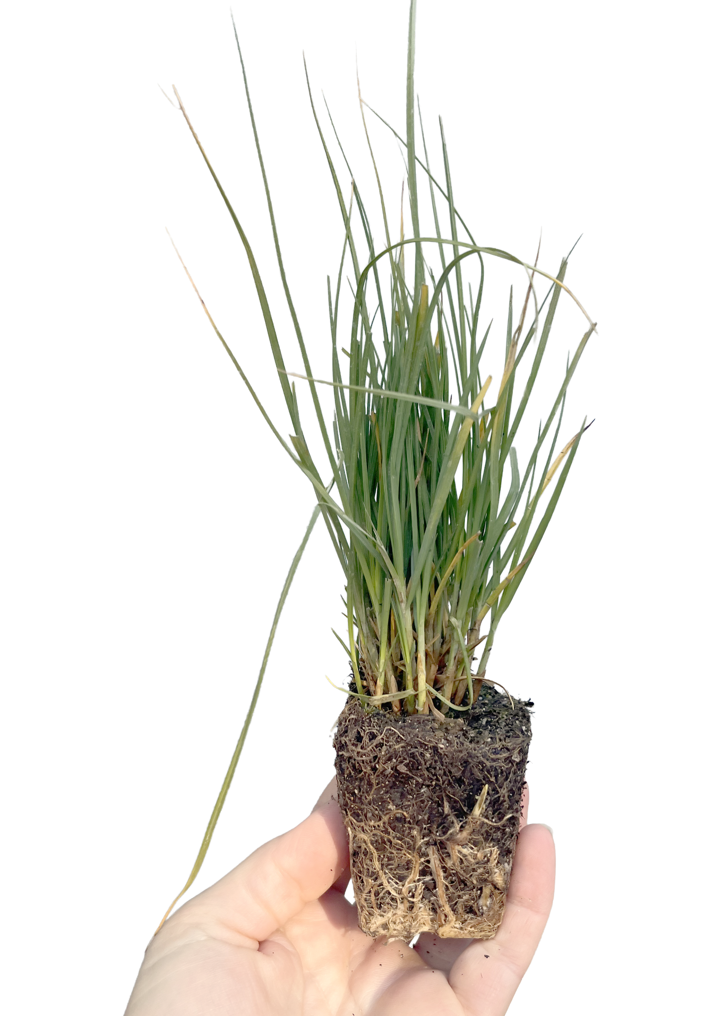 Set of 50 - Carex praegracilis plugs | Clustered Field Sedge Grasses | Southern California ONLY