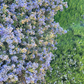 Natural Lilac | Borderline Xeric | Curated California Native Plant Set