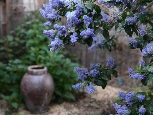 4" Wild Lilac Plants - Ceanothus 'Ray Hartman'