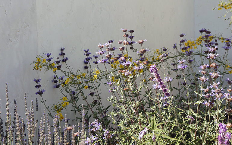 Mediterranean Magic | Drought-Tolerant Backyard