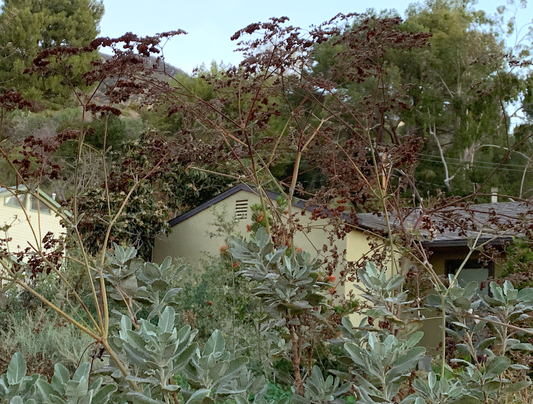Eaton Canyon Fire-Wise Plants | 30+ Plants w/ Basic Layout Plan | Regrow the Foothills