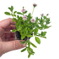 California Frogfruit Plugs - Native Groundcover Lawn Alternative