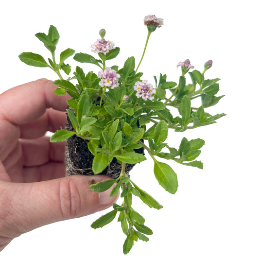 California Frogfruit Plugs - Native Groundcover Lawn Alternative