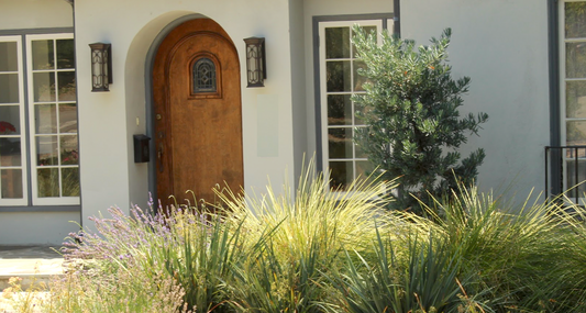 Lomandra Lawn Grass Pack | Low-water Meadow Lawn Alternative