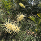 Grevillea Hedgerow