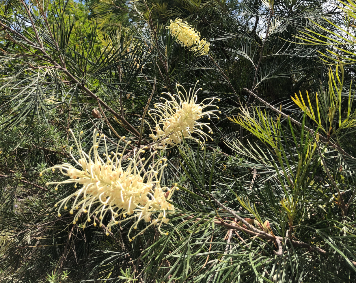 Grevillea Hedgerow