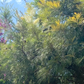 Surreal Estate | Australian Mediterranean Garden | 30+ Low-Water Plants w/ Layout Plan