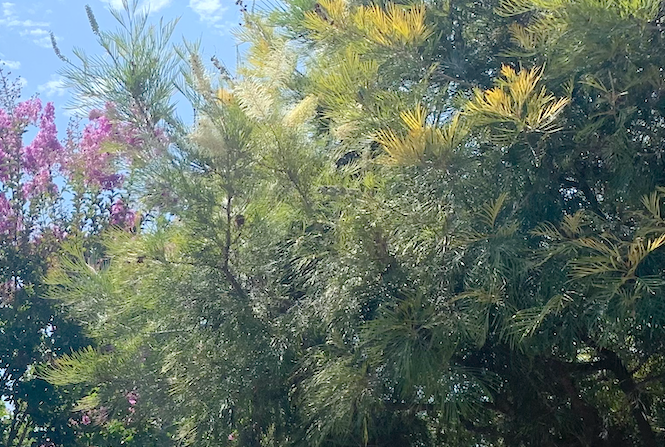 Surreal Estate | Australian Mediterranean Garden | 30+ Low-Water Plants w/ Layout Plan