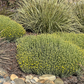 easy drought tolerant lawn replacing plants
