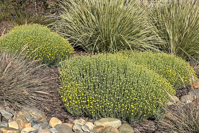 cotton lavender plant care Lavender Cotton Groundcover 10-Pack | Hedge Friendly Ball Accent