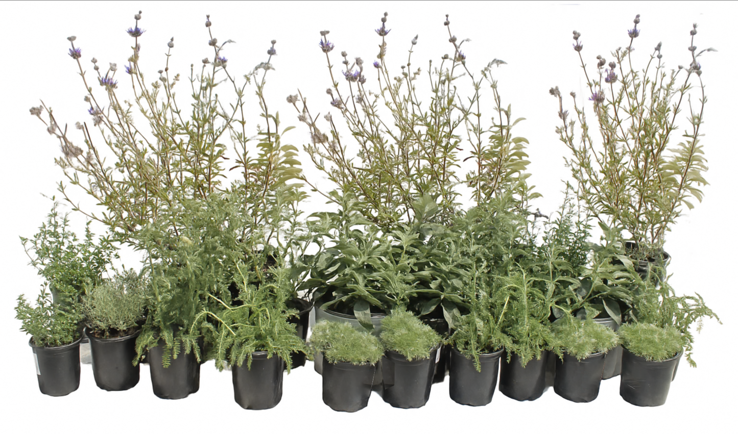 California Mediterranean Style | Landscaping Package | 35+ Low-Water Landscaping Plants w/ Plan