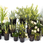 Mellow Maison | 30+ Plants w/ Layout Plan | Elegant Drought-Tolerant Garden