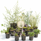 Natural Lilac | California Native / Borderline Xeric | 30+ Plants & Basic Layout Plan