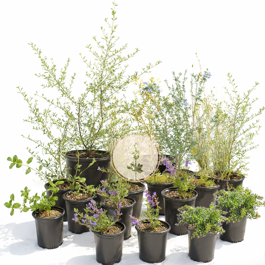 Natural Lilac | California Native / Borderline Xeric | 30+ Plants & Basic Layout Plan