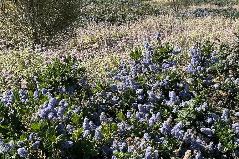 Natural Lilac | California Native | Curated Plant Set – California Wild ...