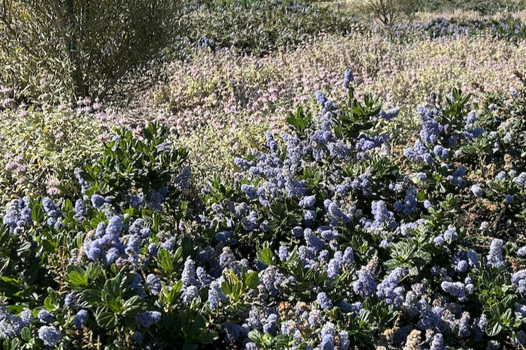 Natural Lilac | Borderline Xeric | Curated California Native Plant Set