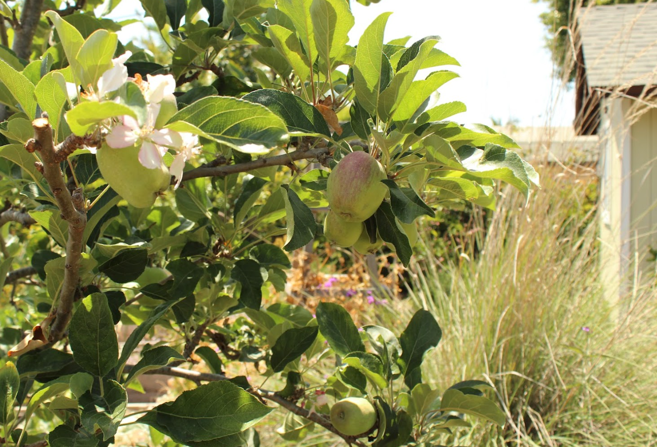 Old School Orchard | Curated Fruit Tree & Pollinator Plant Set