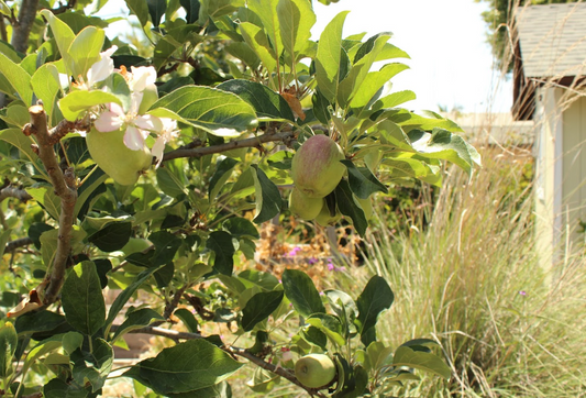 Old School Orchard | Farmhouse Preplanned Garden | Fruit Tree & Pollinator Plant Set