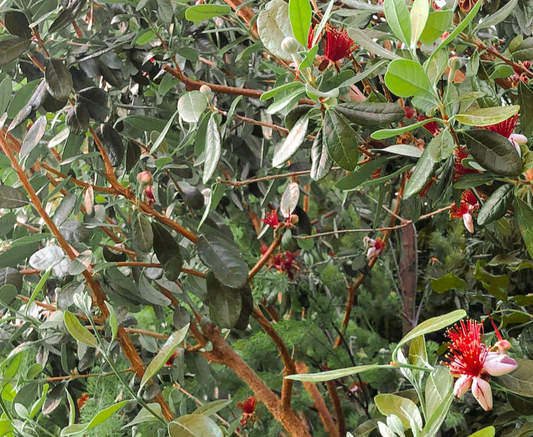 Pineapple Guava Hedgerow