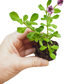 Erosion Controlling Groundcover - Tropical Pink Frogfruit Plugs