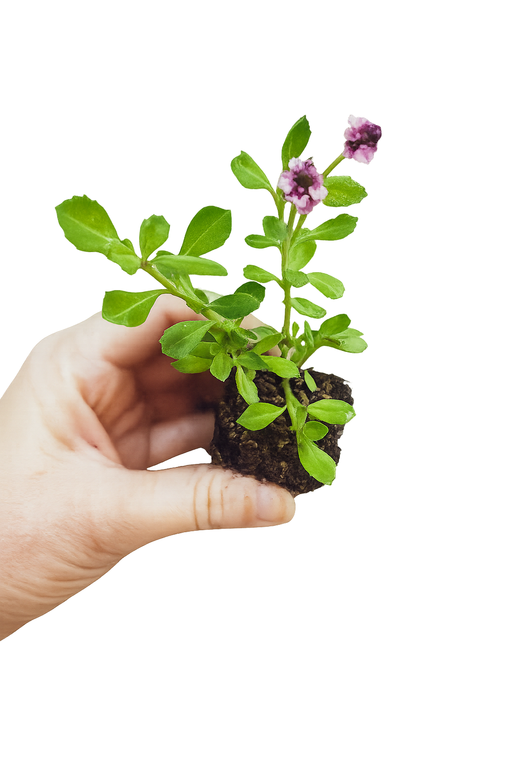 Erosion Controlling Groundcover - Tropical Pink Frogfruit Plugs
