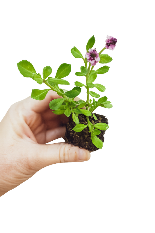 Erosion Controlling Groundcover - Tropical Pink Frogfruit Plugs